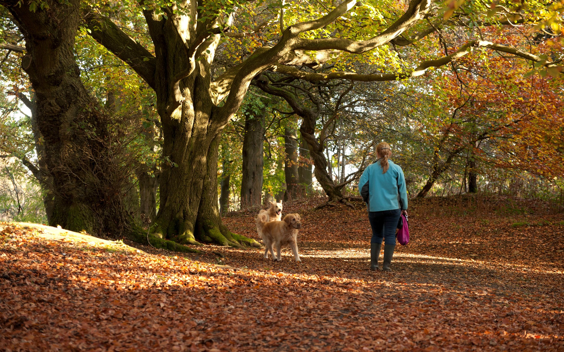 Forest dog hot sale walking